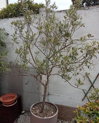 albero di ulivo