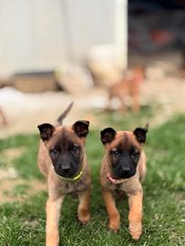 Cuccioli malinois
