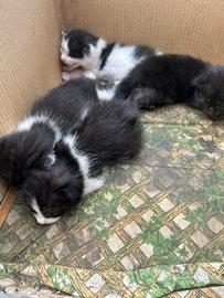 4 Gattini