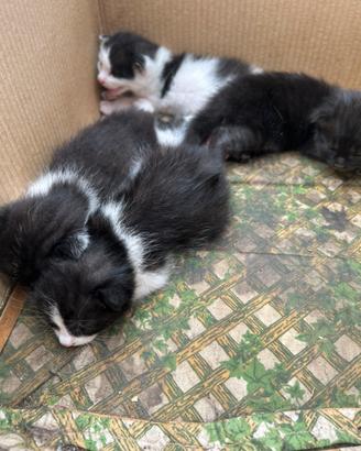 4 Gattini