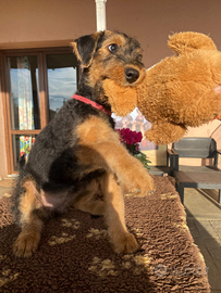 Cuccioli AIREDALE TERRIER con Pedigree