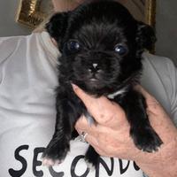 Cuccioli di chihuahua mini
