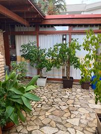 Piante ficus benjmin