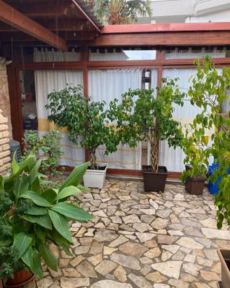 Piante ficus benjmin
