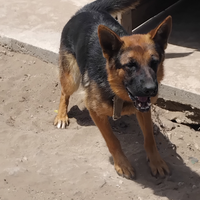 Cucciola pastore tedesco