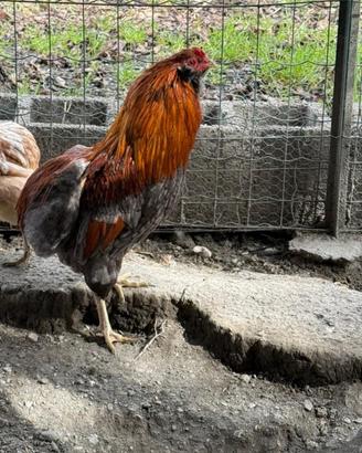 Gallo Araucana color frumento