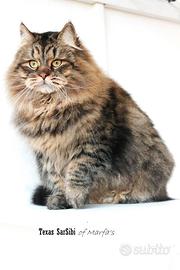 Allevamento Gatto siberiano pedigree