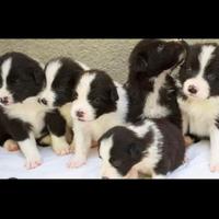 Cuccioli border collie