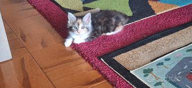 Ultima gattina Maine coon