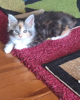 Ultima gattina Maine coon