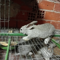 Conigli giovani da ingrasso