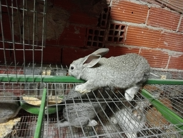 Conigli giovani da ingrasso