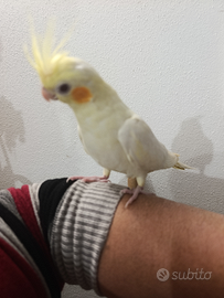 Calopsite Allevato a mano