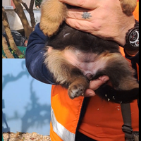 Cuccioli pastore tedesco