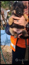 Cuccioli pastore tedesco