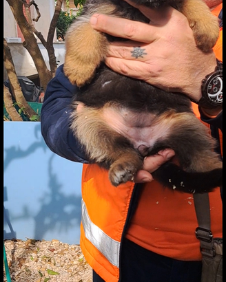 Cuccioli pastore tedesco