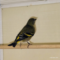 Lucherini testa nera