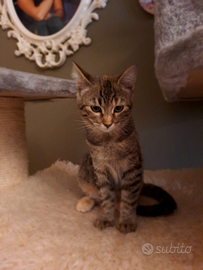 Gattina 5 mesi