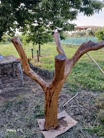 tronco di olivo per arredamento