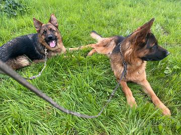 Pastore tedesco femmina