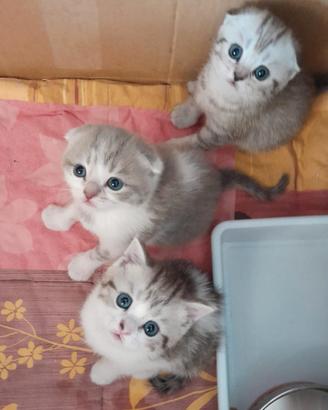 Scottish fold