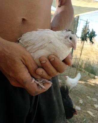 Quaglie di vari colori