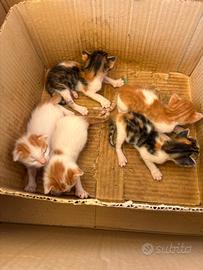 150 a gatto