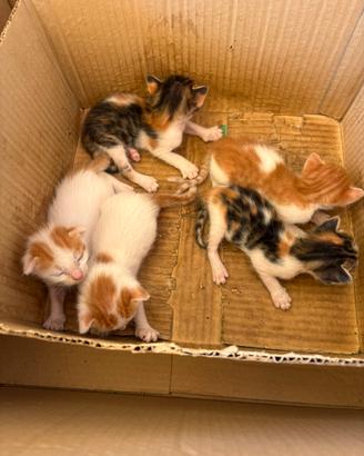 150 a gatto