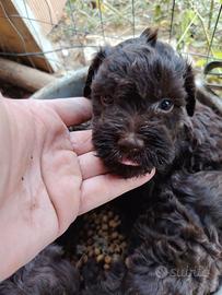 Cani da tartufo