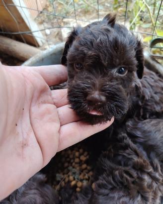 Cani da tartufo
