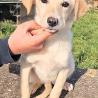 Lia,in adozione dal canile
