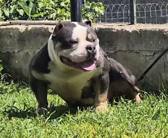 AmericanBully Extreme Pocket