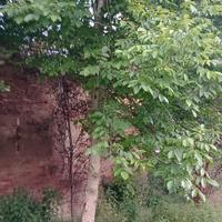 alberi da abbattere