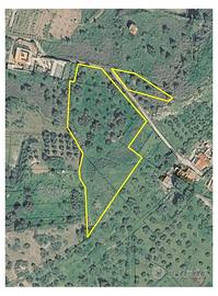  Terreno-Uliveto 7550 MQ Agrigento 