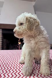 Lagotto