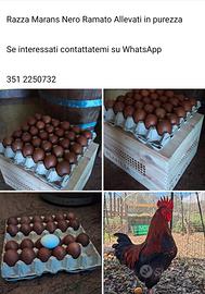 Marans Nero Ramato