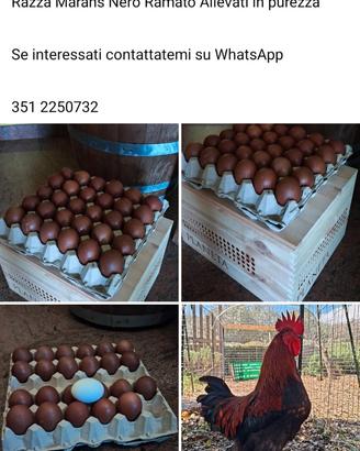 Marans Nero Ramato