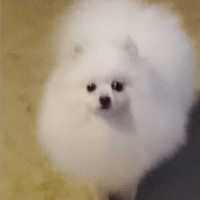 Pomerania per accoppiamento