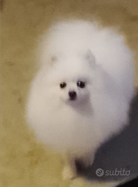 Pomerania per accoppiamento