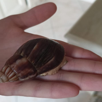 Lumache giganti africane