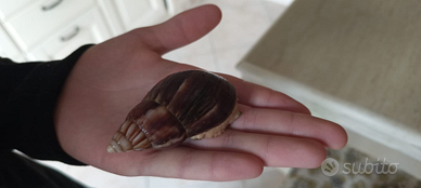 Lumache giganti africane