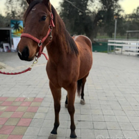 Puledro quorter horse