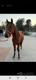 Puledro quorter horse