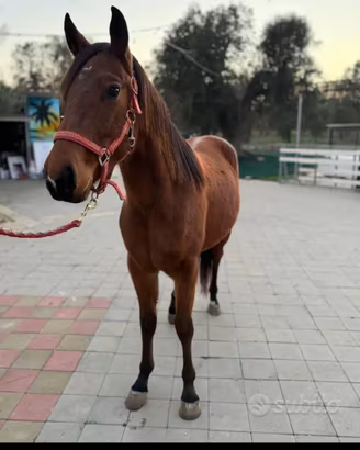 Puledro quorter horse