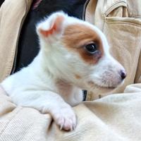 Cucciolo svezzato Jack Russel puro