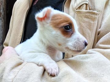 Cucciolo svezzato Jack Russel puro