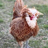 Gallo razza padovana