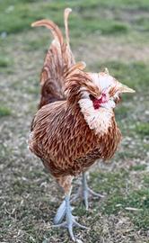 Gallo razza padovana