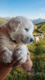 Cuccioli Pastore Abruzzese-Maremmano da GUARDIA