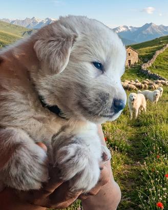 Cuccioli Pastore Abruzzese-Maremmano da GUARDIA